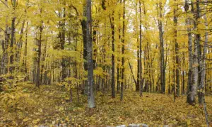 Beautiful trees with yellow leaves in fall
